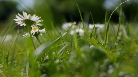 Wild flowers 4K Stock Footage 107942321