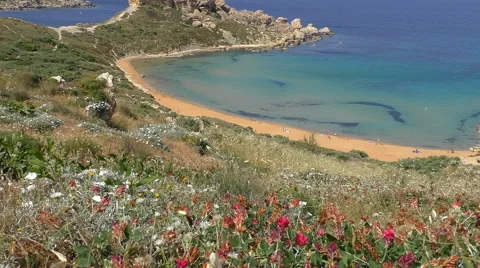 Wild flowers above golden beach and azure sea Видео 59589932