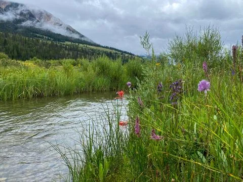 Wild flowers along small stream, Wyoming. Stock Photos