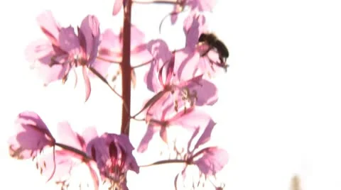 Wild flowers and the bees Stock Footage 10562935