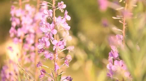 Wild flowers and the bees Stock Footage 10562957