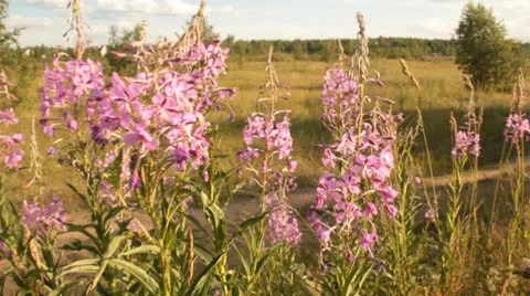 Wild flowers and the bees Stock Footage 10562991