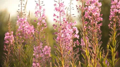 Wild flowers and the bees Stock Footage 10562999