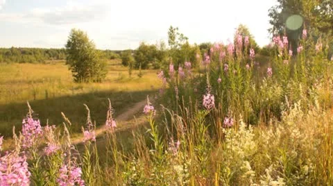Wild flowers and the bees Stock Footage 10563011