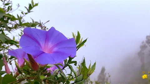 Wild Flowers and Cloud Blown by Wind, Wind Blow Clouds, Misty Concept Stock Footage 151357788