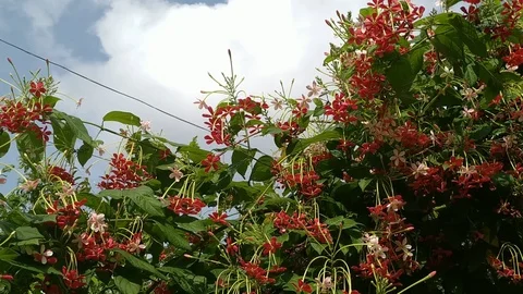 Wild Flowers and Cloud Stock Footage 127103201