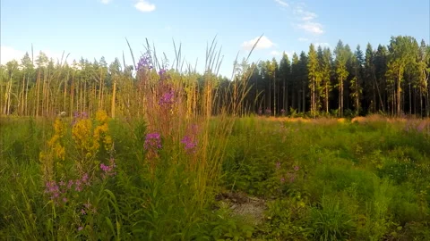 Wild flowers and clouds in the sky timelapse 動画素材 87225625