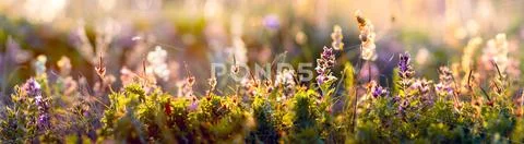 Wild flowers and grass closeup, horizontal panorama photo Stock Photos