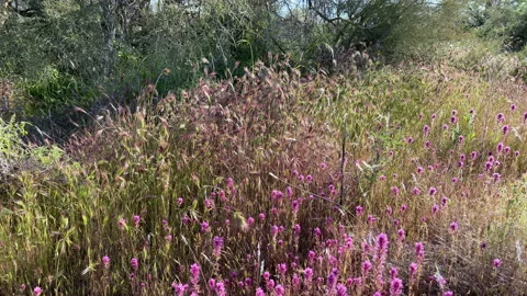 Wild flowers and grass at the wilderness of Southern Arizona in spring Stock Footage 213917254
