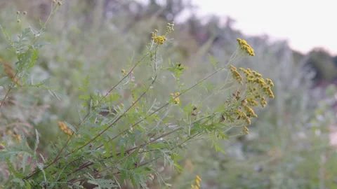 Wild flowers and wind Stock Footage 248465524