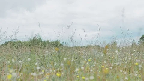 Wild flowers on a background cloudy sky 스톡 동영상 83940851