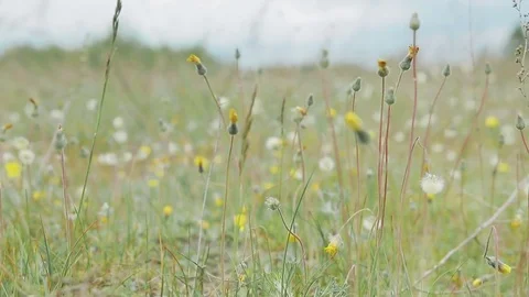 Wild flowers on a background cloudy sky Stockbeeldmateriaal 83941067