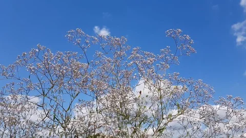 Wild Flowers On A Background Cloudy Sky 動画素材 112050326