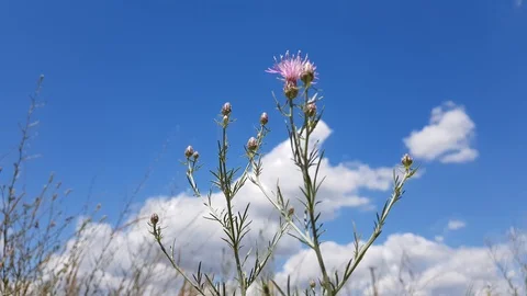 Wild Flowers On A Background Cloudy Sky 動画素材 112050327