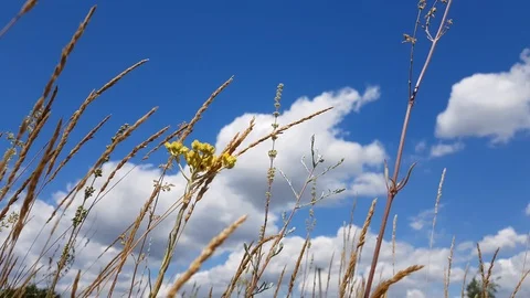 Wild Flowers On A Background Cloudy Sky 動画素材 112050359
