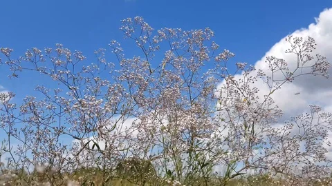 Wild Flowers On A Background Cloudy Sky Stock Footage 112050483