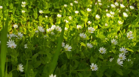 Wild flowers on a background of green grass in the spring Video stock 22636382