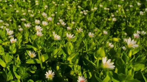 Wild flowers on a background of green grass in the spring Video stock 22636436