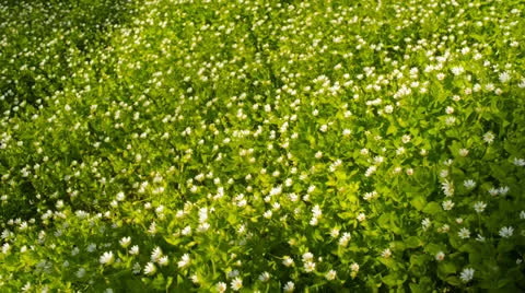 Wild flowers on a background of green grass in the spring Stock Footage 22636670