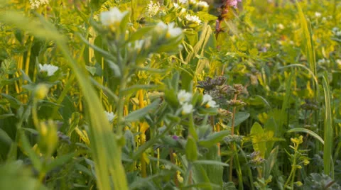 Wild flowers on a background of green grass(camera slider) 库存影片 22675344