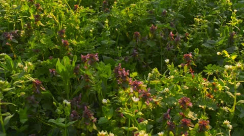 Wild flowers on a background of green grass(camera slider) Video stock 22675464