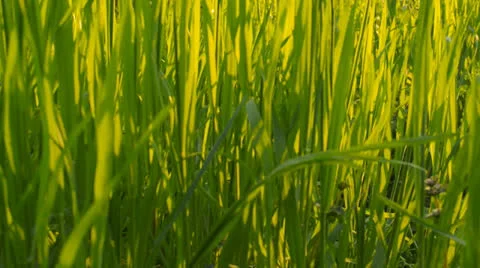 Wild flowers on a background of green grass(camera slider) Stock Footage 22678565