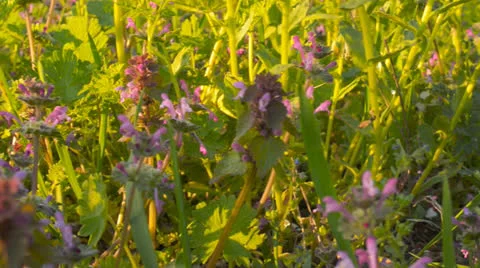 Wild flowers on a background of green grass(camera slider) Stock Footage 22678626