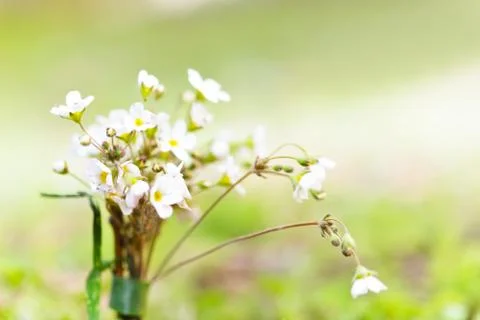 Wild flowers background Stock Photos