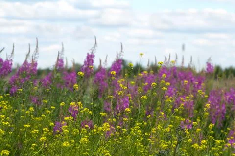 Wild flowers as a background. Selective focus. Stock Photos