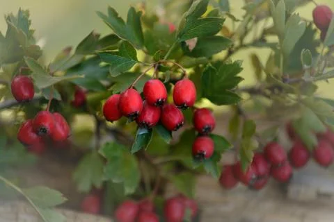 Wild flowers on a background of a tree in the rays of the autumn sun Stock Photos