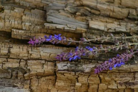 Wild flowers on a background of a tree in the rays of the autumn sun Stock Photos