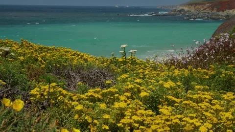 Wild flowers on the beach Stock Footage 281876450
