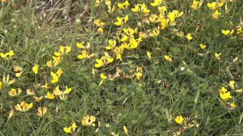 Wild flowers with a bee Stock Footage 130104796