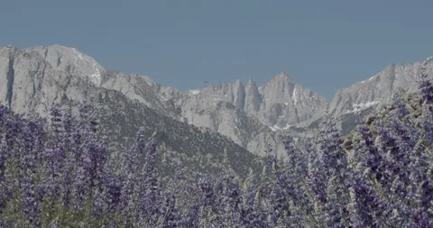 Wild Flowers Below Mountain Range Stock Footage 302860130