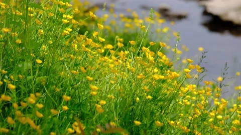 Wild flowers bloom beside the stream Stock Footage 169732074