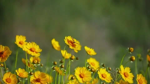 Wild flowers in bloom on bokeh background. Stock Footage 188549252