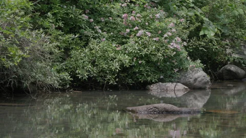 Wild flowers bloom by the mountain stream and reflect in the clear water Stock Footage 241229914