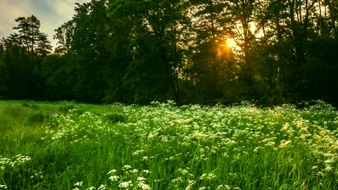 Wild flowers blooming in forest. Time lapse video. Stock Footage 253638337