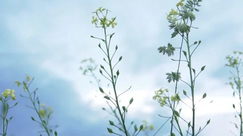 Wild flowers blowing in the wind blue sky Stock Footage 157504861