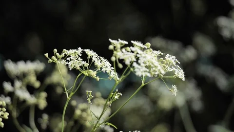 Wild flowers blowing in the wind Stock Footage 116491781