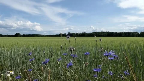 Wild flowers blowing in the wind. Video stock 256150667