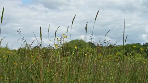 Wild Flowers Blowing in The Wind Stock Footage 277915318