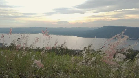 Wild flowers blowing in wind at viewpoint overlooking mountains in slow motion Stock Footage 120928636