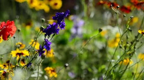 Wild Flowers by a busy road Stock Footage