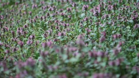Wild flowers. Camera movement. Stock Footage 35685942