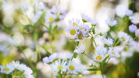 Wild flowers chamomile Stock Footage 78540412