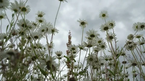 Wild flowers chamomile before the rain, view from below. Beautiful wild flowers Stock Footage 79017578