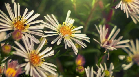 Wild Flowers - Close Up Stock Footage 42021433
