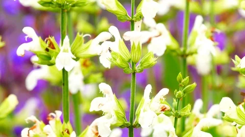 Wild flowers close up Stock Footage 92075906