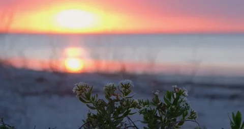 Wild flowers close up Stock Footage 140346362